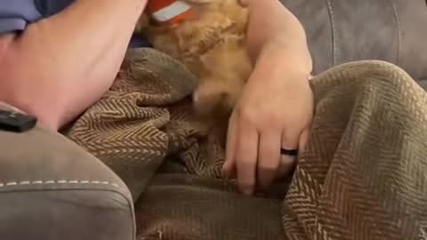 cat's expression when smelling a bad smell
