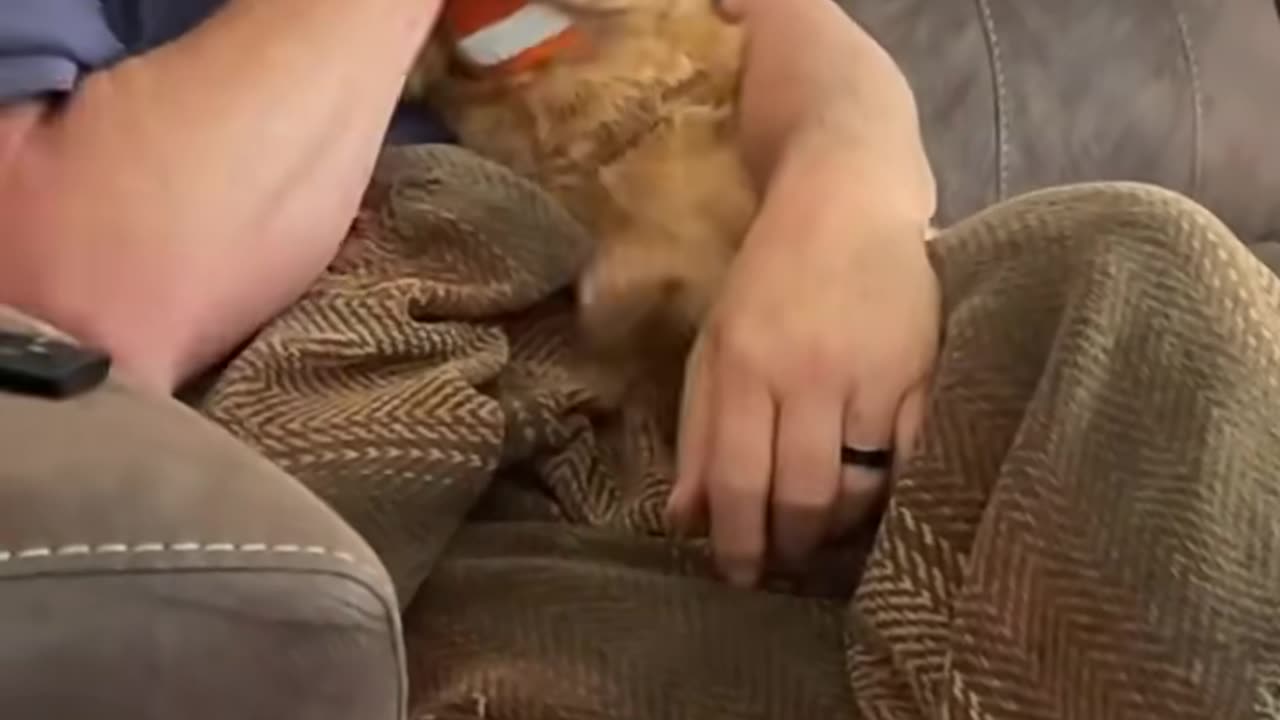 cat's expression when smelling a bad smell