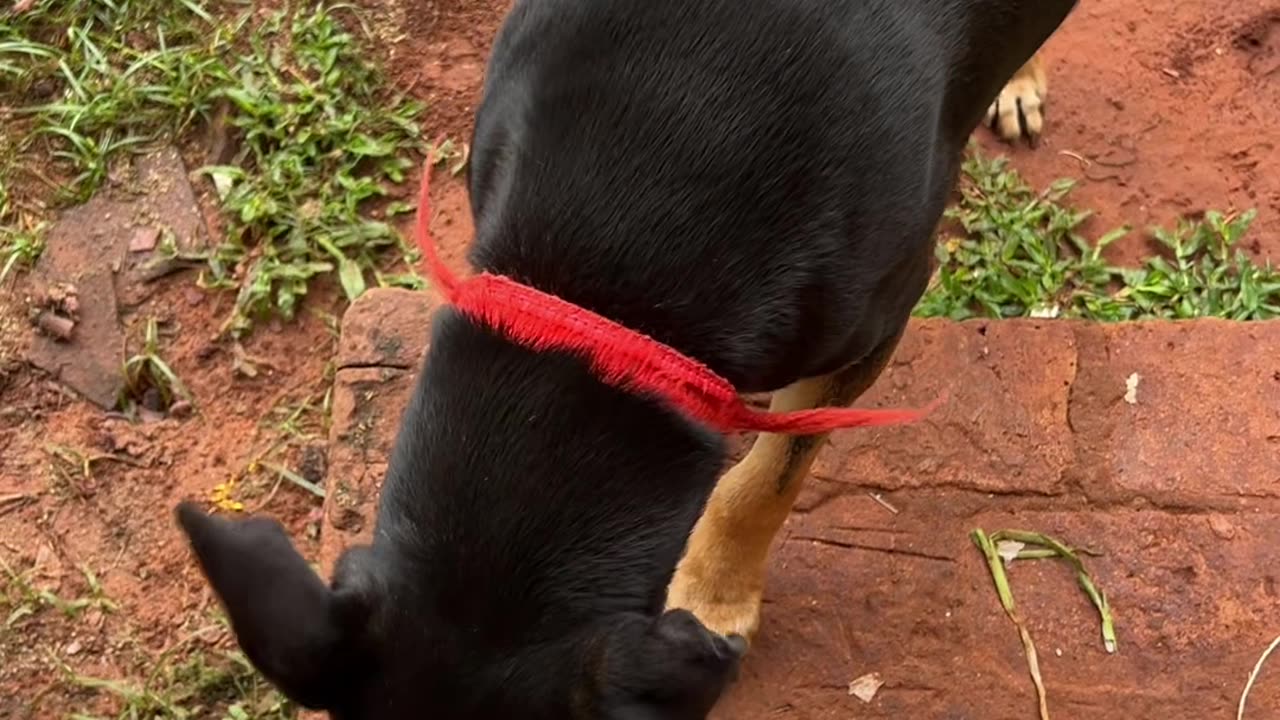 Dog Betrayed By Hidden Medicine In Bread