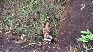 Small Animal Known as a Marbled Polecat Gets Stuck in Ukrainian Trench