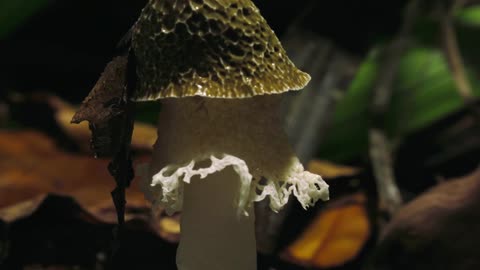 Planeta zem 8-Dzungla