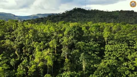 Amazon Jungle,