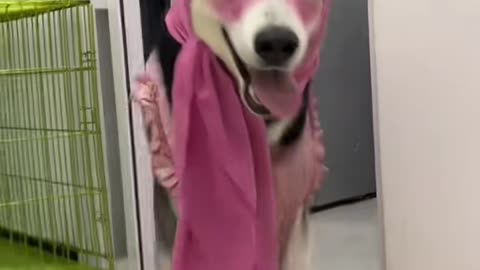 funny animals video 😂😂