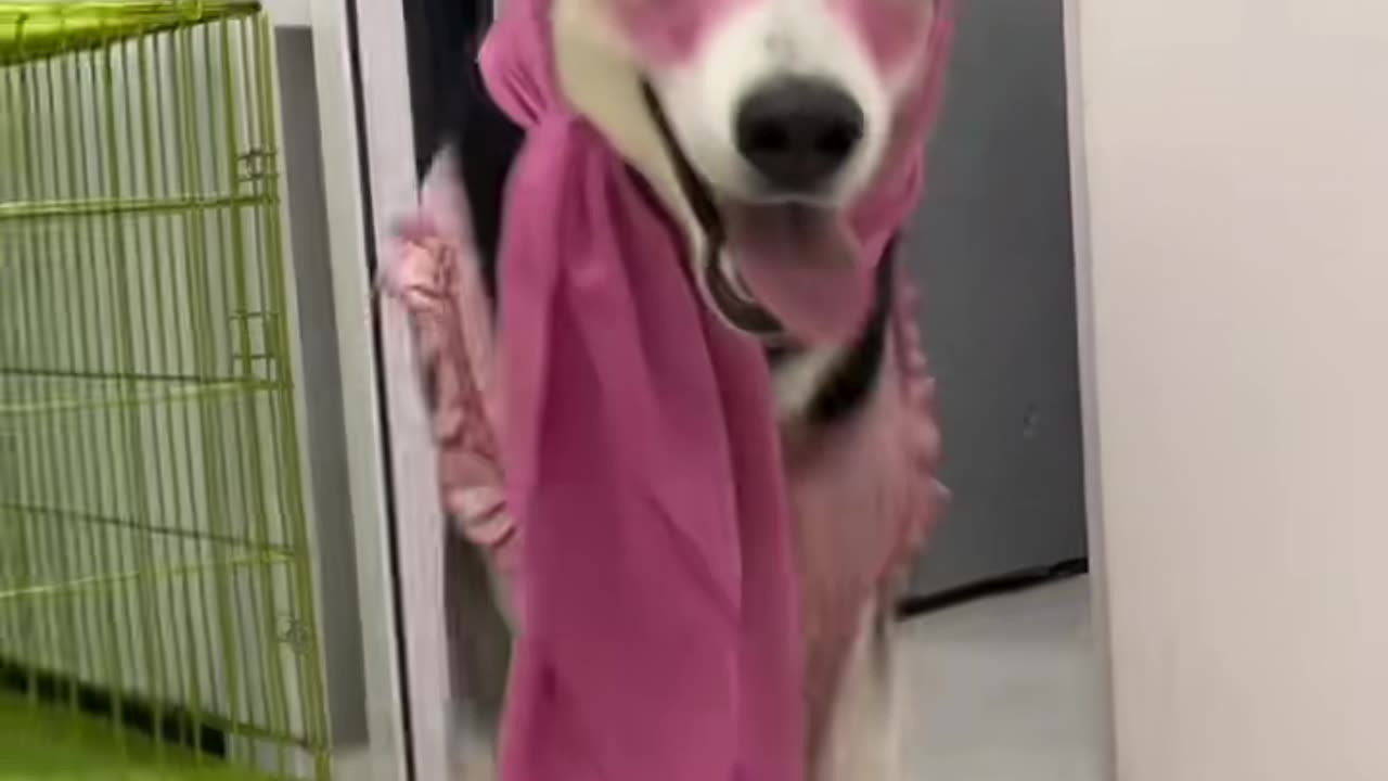 funny animals video 😂😂