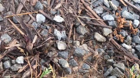 Interesting Bee Activity Leads to Management Talks