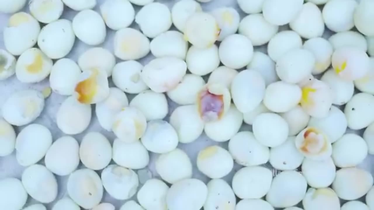 3000_QUAIL_EGGS___Cooking_Eggs_in_CLAY___Ancient_Traditional_Quail_Egg_Recipes_Cooking_In_Village