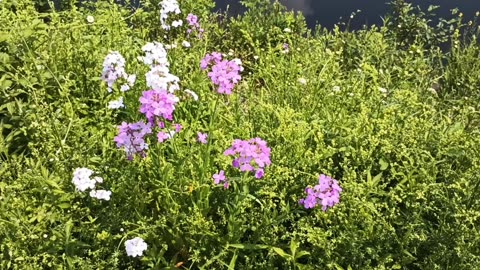 Wildflowers
