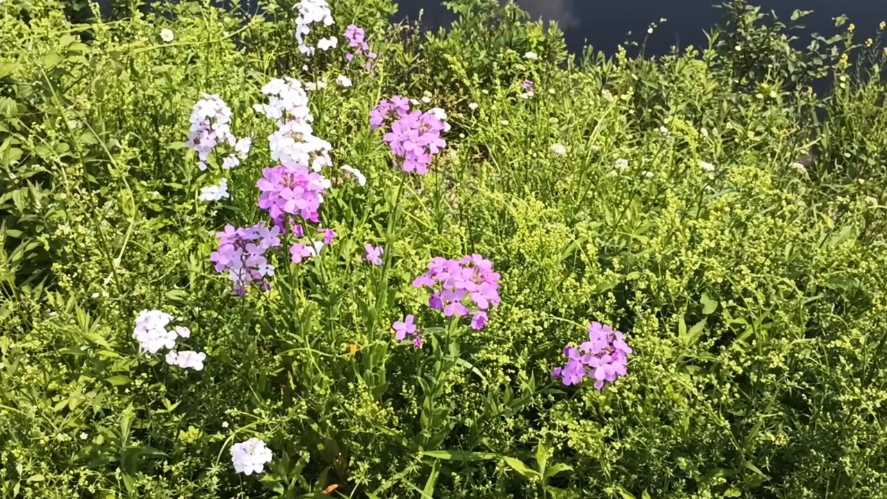 Wildflowers