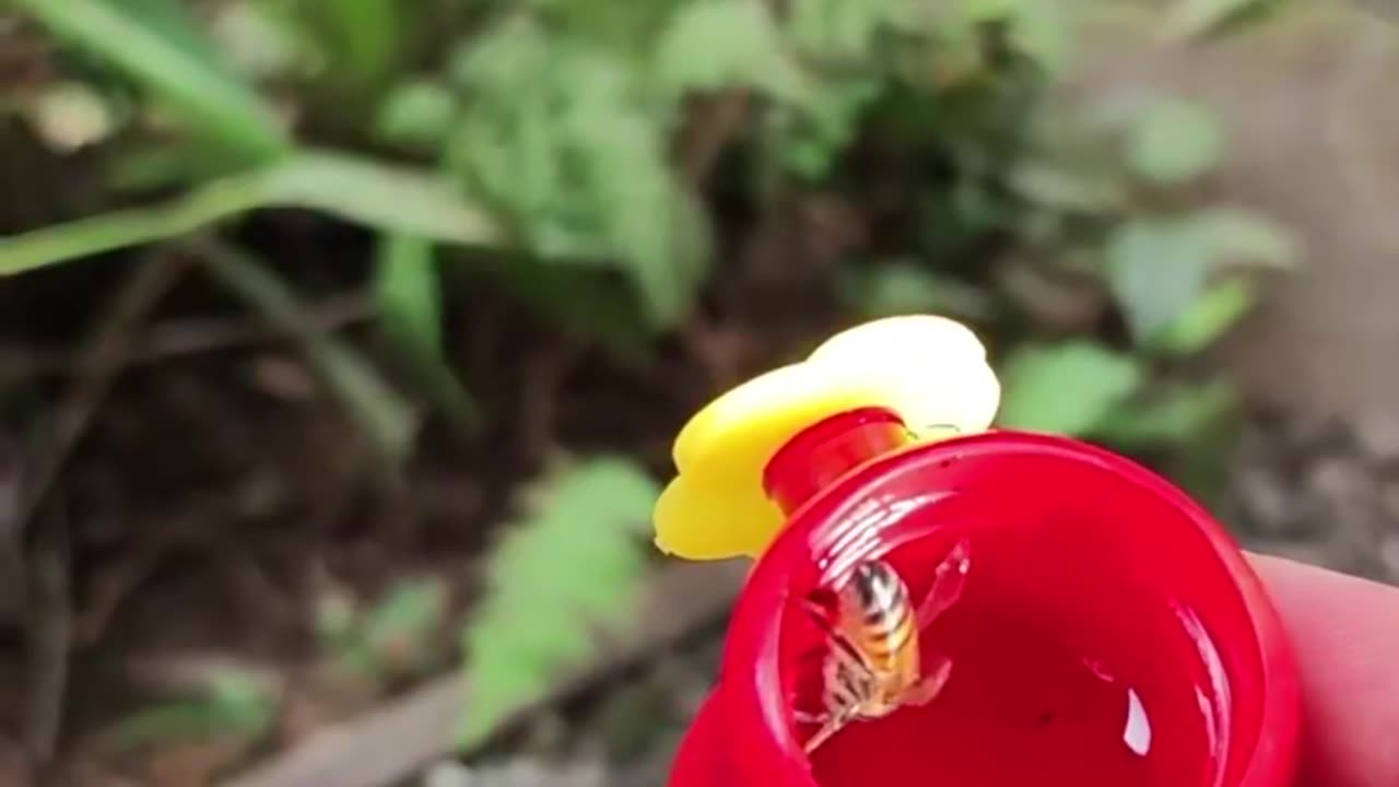 How long has it been since you last saw a firefly? It emits yellow-green or orange light