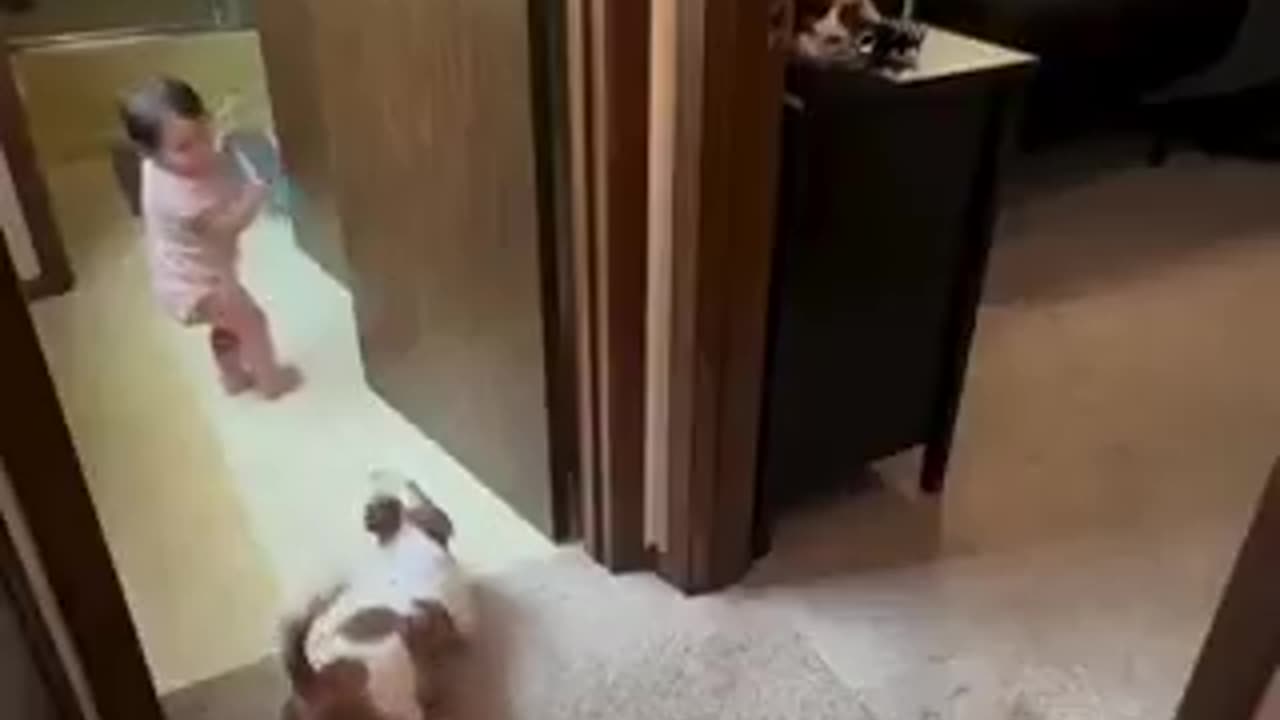 The way cat is watching from table is funny | funny video | crazy clips