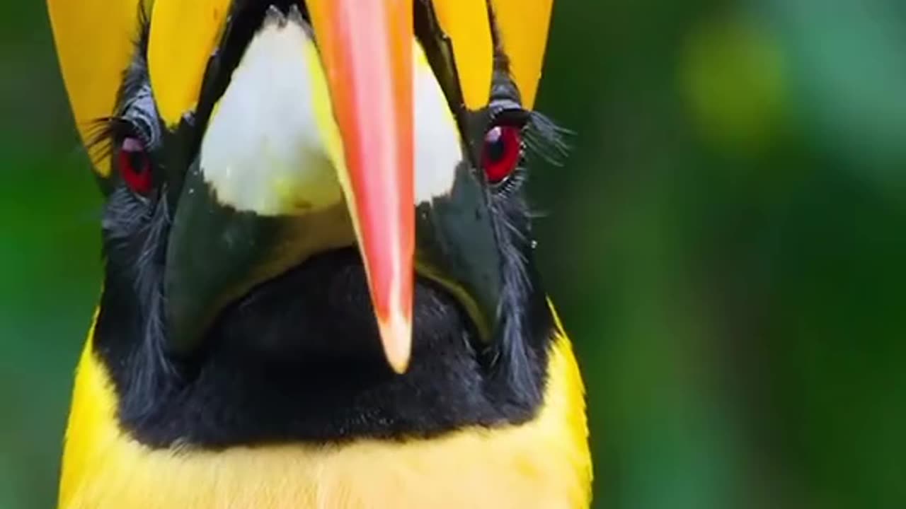 Birds life #funny #reels #funnyvideo