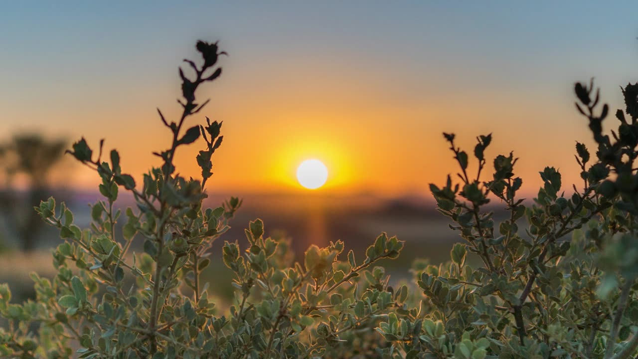 Have Hope 🎲 Herbal/Plant Frequency 🌼 528hz 💫