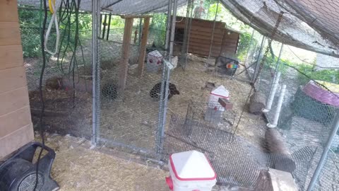 Chicken Live Stream