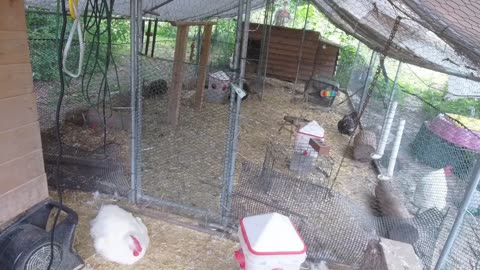 Chicken Live Stream