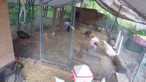 Chicken Live Stream