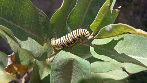 Monarch Butterfly Caterpillar