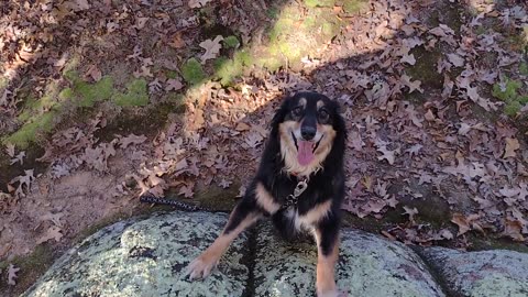Best Hiking Buddy