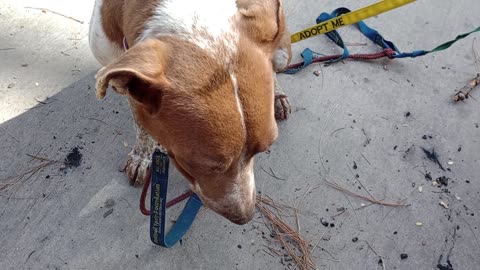 Cecily 6y A868467 Panda 3y A857167 kennel 53 pod 2 PACC shelter on day trip VID_20250513_154611210