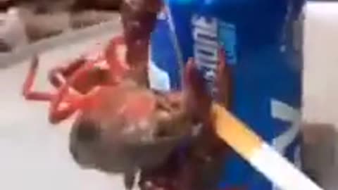 blackpilled lobster