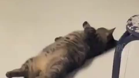 Funny Cats And Dogs Videos 😂 #1 - Best Funniest