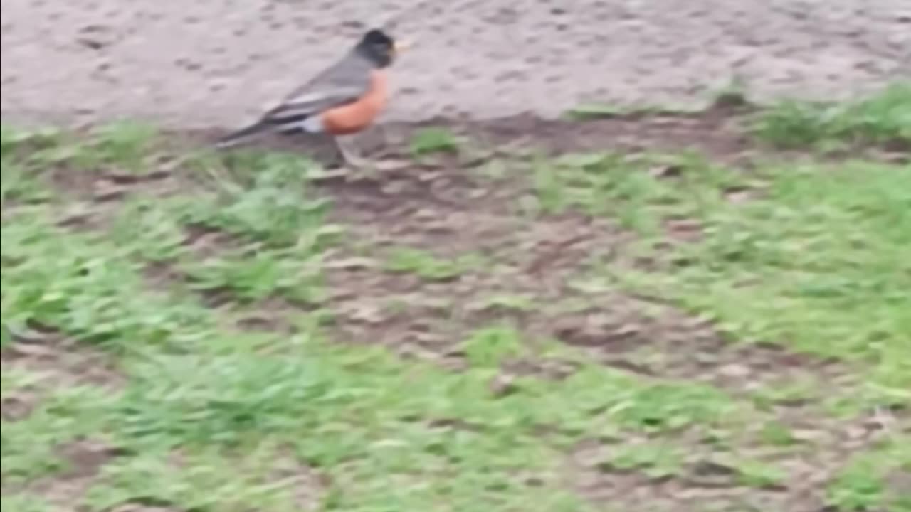 Robin eating
