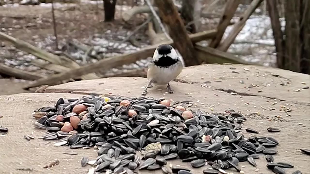 Nature and Animals