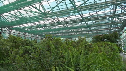 Growing Azaleas in Alkaline Soil