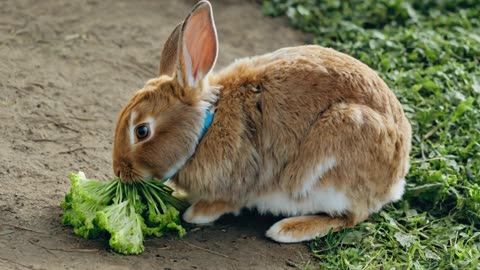 A Rabbit Having Their Dinner. Relaxing sounds. Drift into your own happiness.