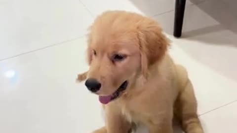 When Dogs Trying To Pranking!