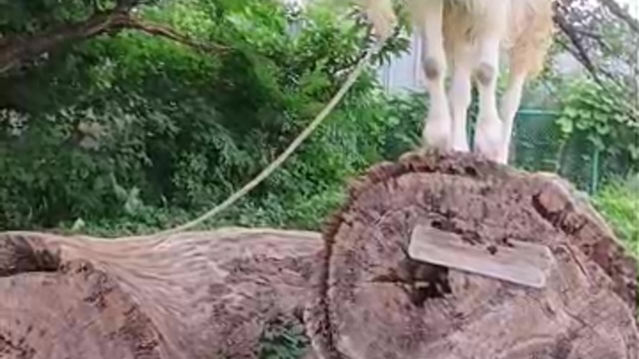 ８月の山羊さん