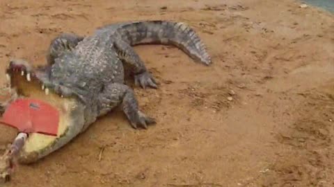 The crocodile is a bit itchy lately.