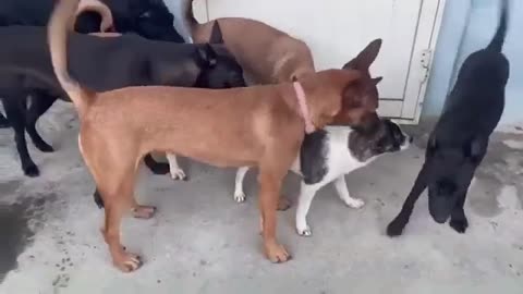 Funny Dogs Group