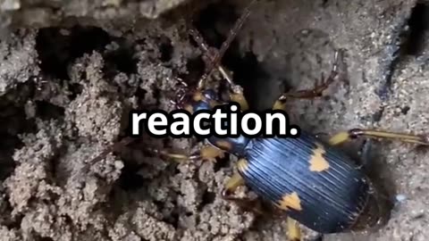 🐞 Bombardier Beetle Nature's Boiling Defense Mechanism 🐞