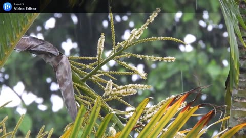 Stormy, Classics IV, 1968 cover