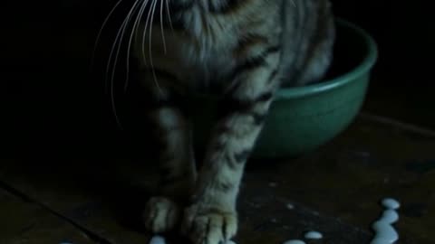 Oh My Milk