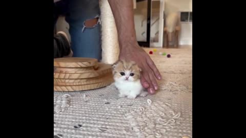 Whisker Woes: Non-Stop Cat Comedy Compilation!