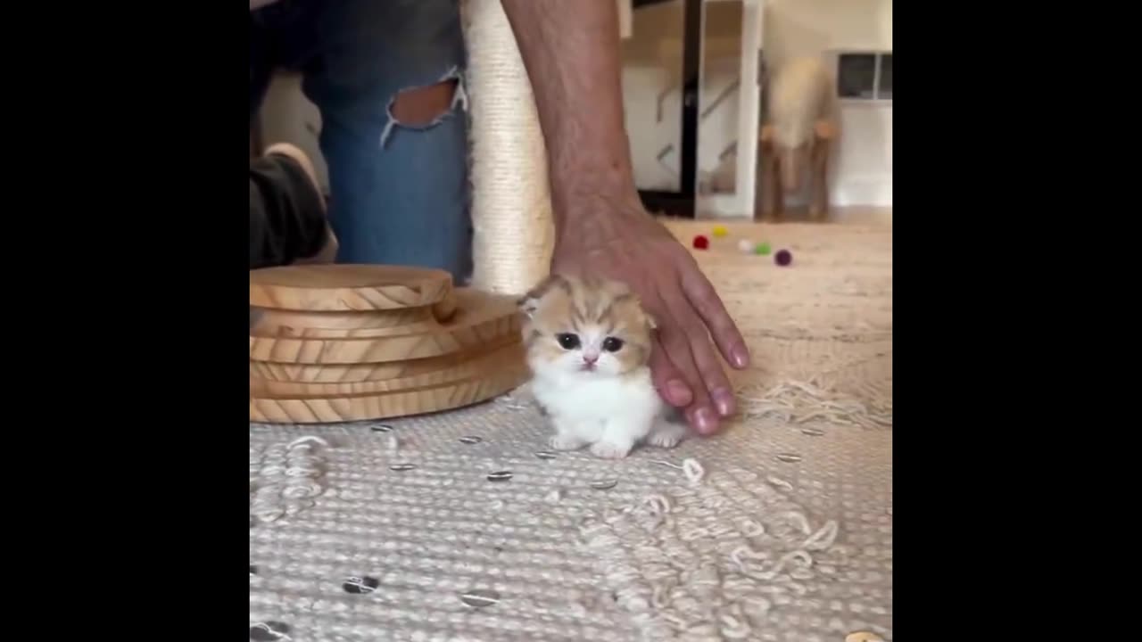 Whisker Woes: Non-Stop Cat Comedy Compilation!