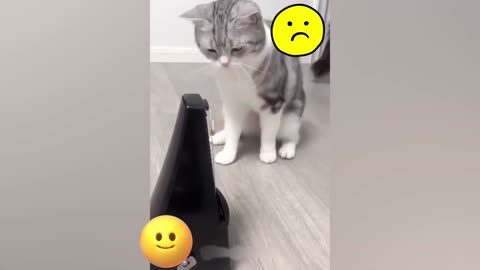 Funny Animal seri 36