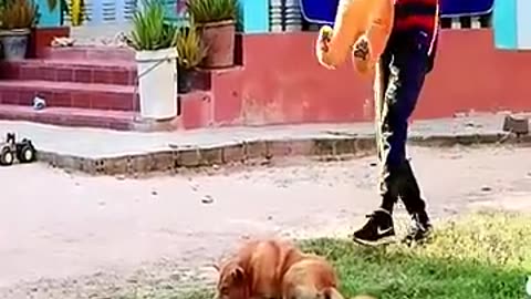 😂😅 Fake Lion Prank Dog How they Reaction , Funny Can't Stop Laugh 🤣