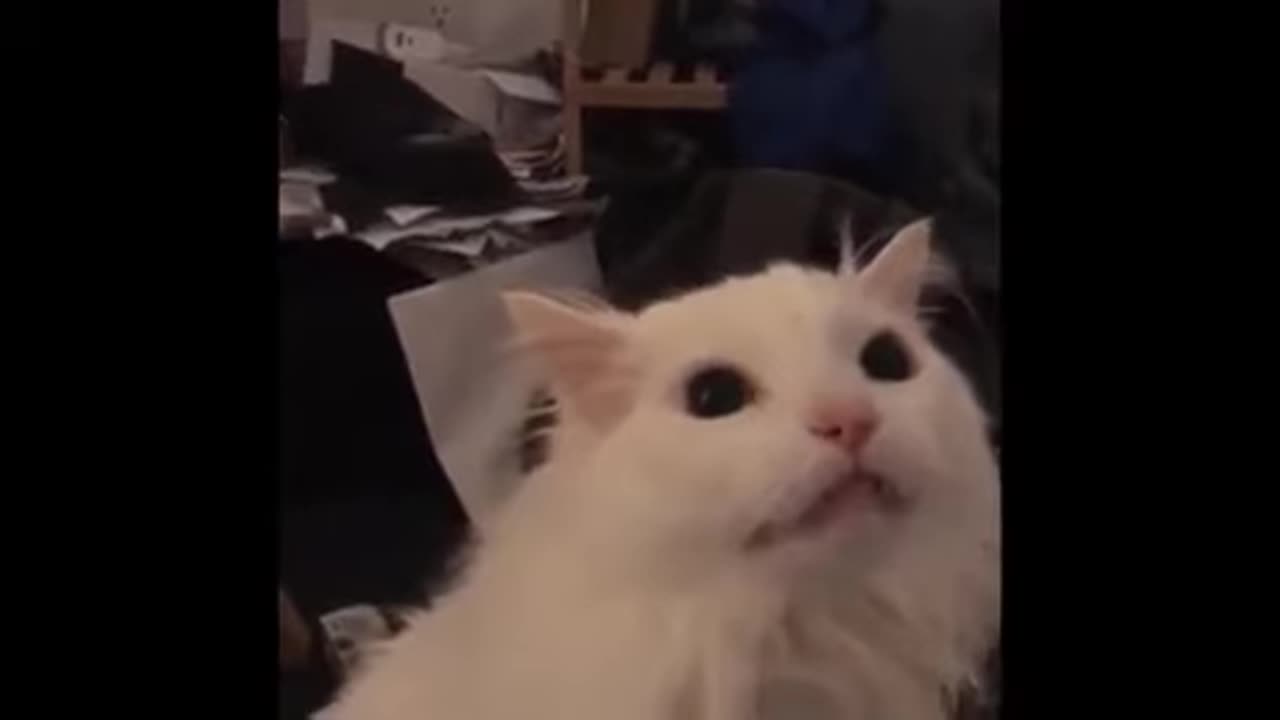 Cat... Too much internet...