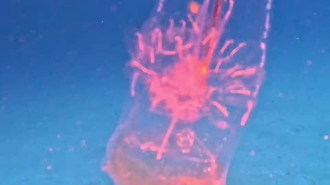 Transparent Sea Salp