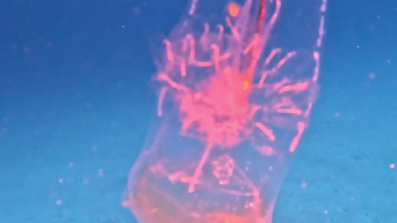 Transparent Sea Salp