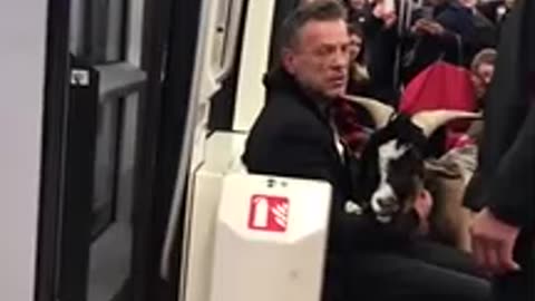 Il vole une chèvre et prend le métro avec