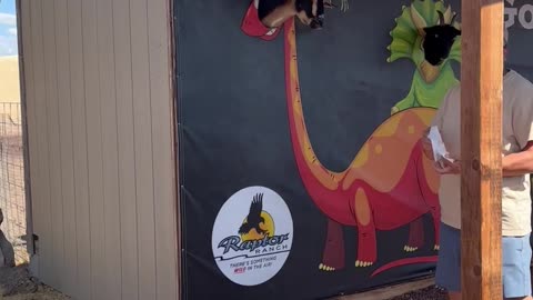 Feed the Goatasaurus