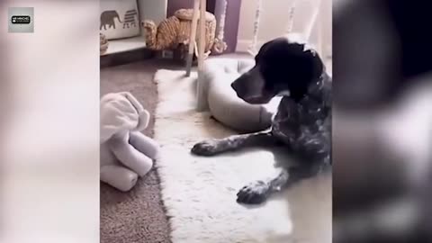 Dog and baby meet for the first time - love this video - One of the cutest you will ever see