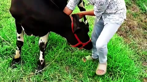 My Peat Animals This Cow