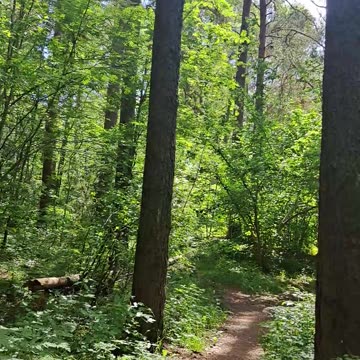 Sunny Forest Path: Discovering a Hidden Woodland Home