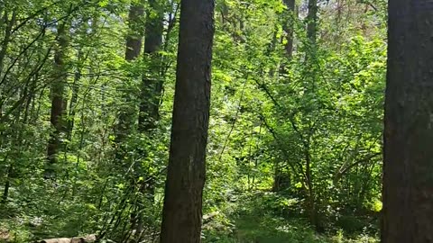 Sunny Forest Path: Discovering a Hidden Woodland Home