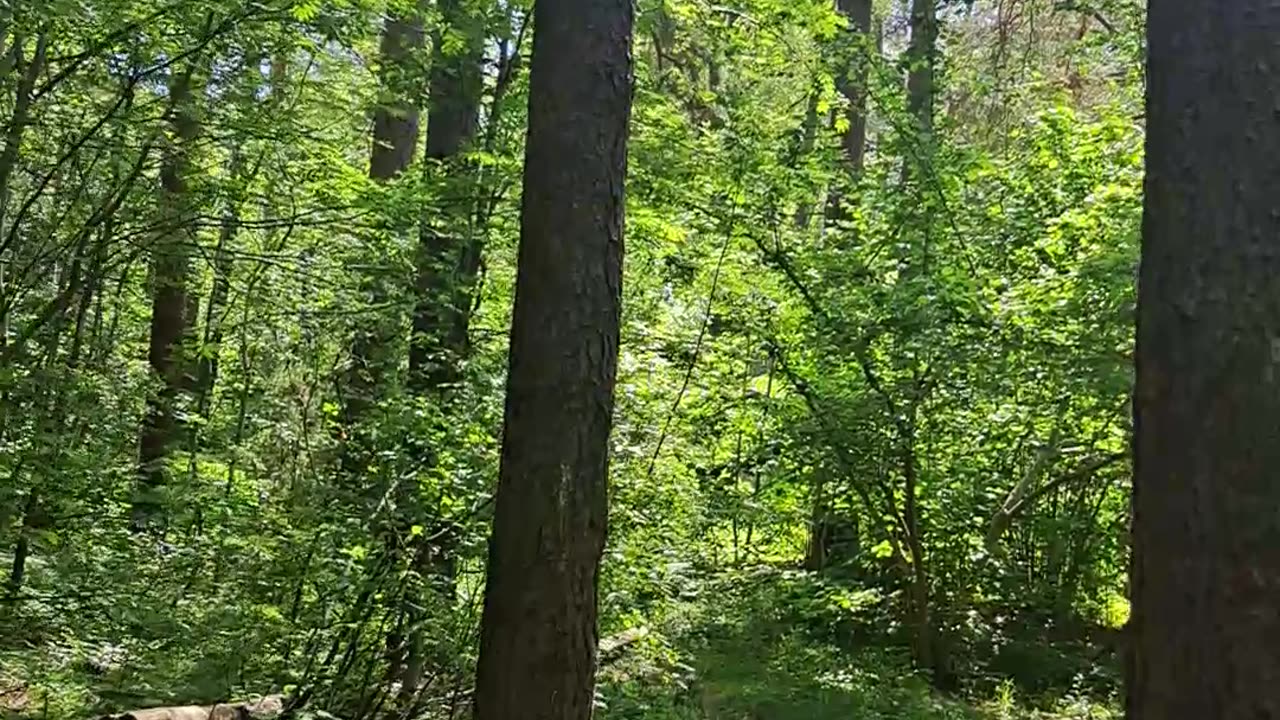 Sunny Forest Path: Discovering a Hidden Woodland Home