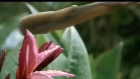 Frog Snaps Grasshopper with Lightning Tongue!
